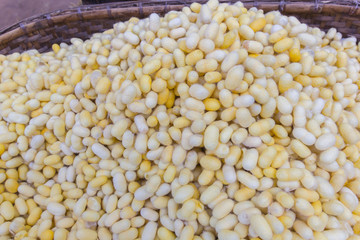  Silk worm this is a source of silk thread and silk fabric.