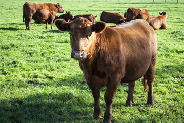 Fototapeta premium Angus Rinder auf Weide in artgerechter Tierhaltung, Schleswig-Holstein, Deutschland 