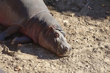 Śpiący hipopotam  - obrazy, fototapety, plakaty