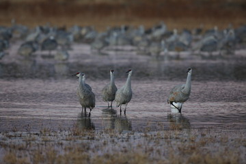 Sandhill Crane Bosque del Apache Wildlife Reserve New Mexico USA