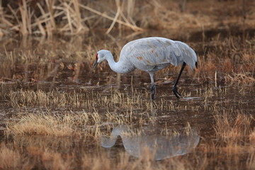 Sandhill Crane Bosque del Apache Wildlife Reserve New Mexico USA