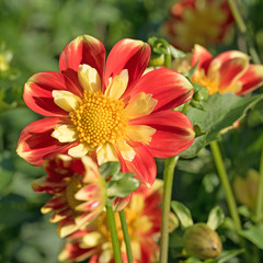 Dahlien, Dahlias