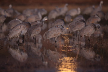 Sandhill Crane Bosque del Apache Wildlife Reserve New Mexico USA