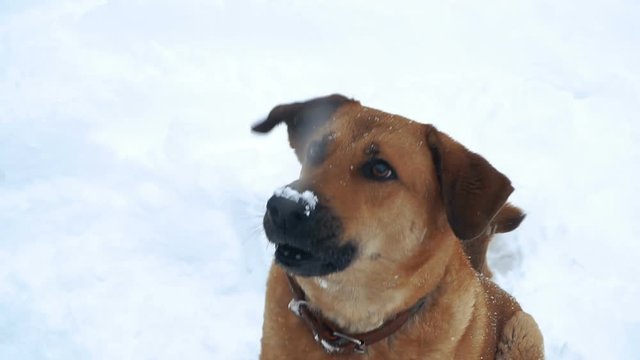 Dog. Evil dog barking at people
