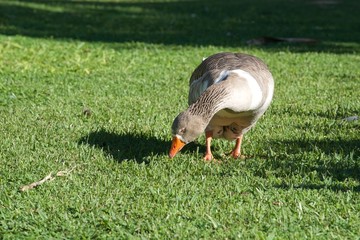 Gęś skubiąca trawę  © agnieszkalll