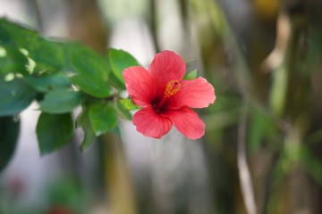 Kwiat hibiskusa © agnieszkalll
