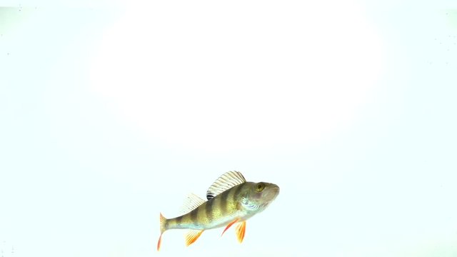 long zander on white background