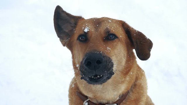 Dog. Evil dog barking at people