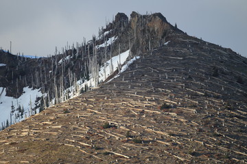 Trees flattened by eruption Mount St. Helens National Volcanic Monument, Washington State