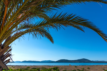 Obraz premium Palm tree and blue sea in Alghero