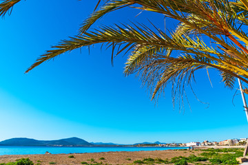 Fototapeta na wymiar Palm tree by the sea in Alghero