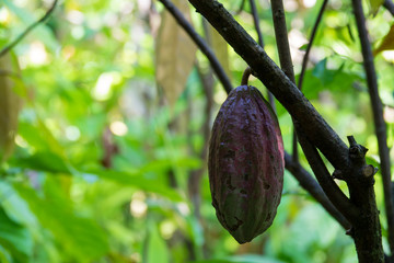 Close up of yellow-orange cacao cocoa fruit or pod in a sunny day on Theobroma cacao tree. Can Tho, Vietnam. Theobroma cacao also called the cacao tree and the cocoa tree