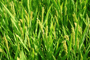 Green grass