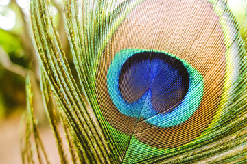 Nahaufnahme einer Pfauenfeder