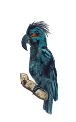 Watercolor  palm cockatoo