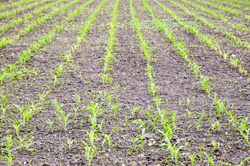 Fototapeta na wymiar Cornfield. Small corn sprouts, field landscape. Loose soil and stalks of corn on the field