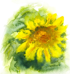 Fototapeta na wymiar Watercolor Sunflower with Yellow Petals