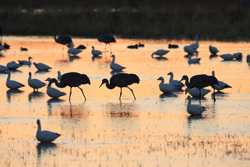 Sandhill Crane Bosque del Apache Wildlife Reserve New Mexico USA