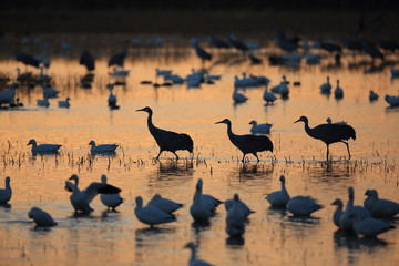Sandhill Crane Bosque del Apache Wildlife Reserve New Mexico USA