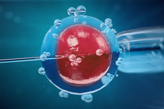 3D Illustration In vitro fertilisation , Injecting sperm into egg cell , Assisted reproductive treatment.
