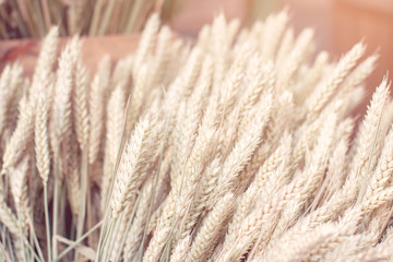 Harvested wheat in a cardboard box