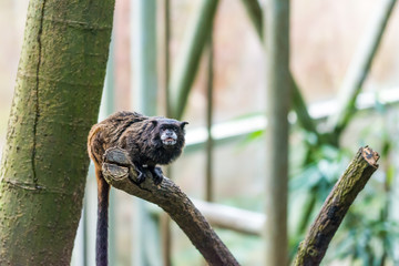 Tamarin monkey sitting on the branch, tree background