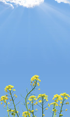 Rapeseed flower against the blue sky
