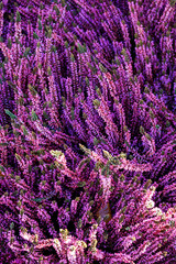 wonderful purple colored Hebe Speciosa Addenda flowers