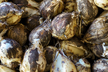 allium plant bulbs in wooden busket