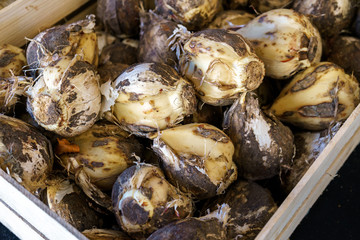 allium plant bulbs in wooden busket