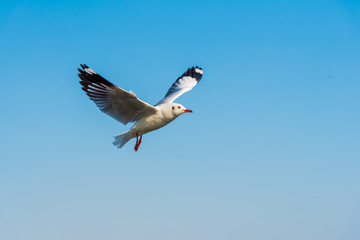 The gulls fly over the blue sky over the blue sea.