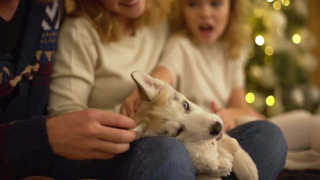 Idyllic picture of joyful family petting little husky dog having leisure in living room at their cozy home while celebrating winter holidays enjoying time together