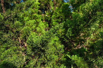 branches of Thuja tree