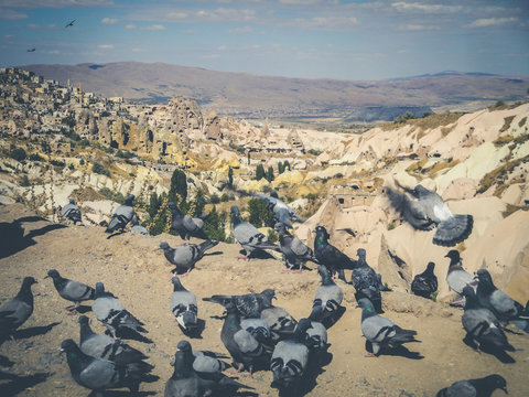 pigeons in rural mountain landscape, cappadocia, Turkey -