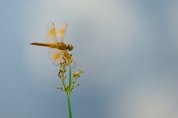 Dragonfly