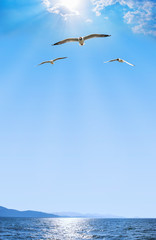 Seagulls flying over lake with bright blue sky