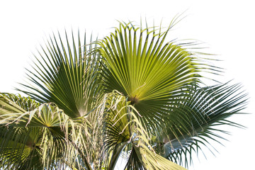 Obraz na płótnie Canvas Palm Tree on white background