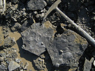 Fossile Muscheln der Gattung Pseudopecten aus Bielefeld (Deutschland), ca. 190 Millionen Jahre alt