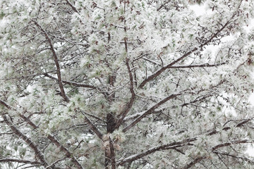 Center view background of pine tree in a snow storm, horizontal aspect
