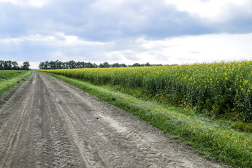 Road in rapeseed field and forest belt for wind protection.