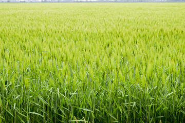 field of green immature barley. Spikelets of barley. The field is barley, Rural landscape.
