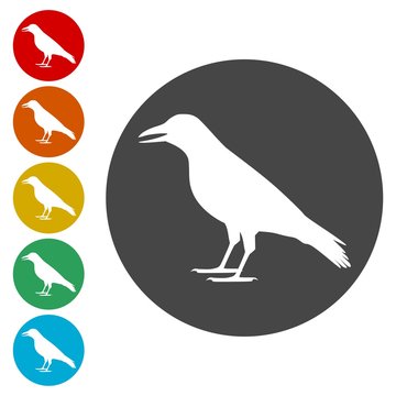Crow vector illustration design, Crow silhouette 