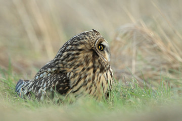 short-eared owl (Asio flammeus) Cuxhaven Germany