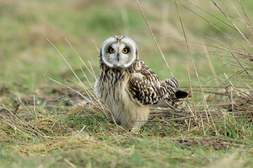 short-eared owl (Asio flammeus) Cuxhaven Germany