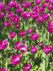 purple tulip flower field  - flower in meadow