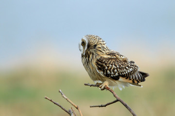 short-eared owl (Asio flammeus) Cuxhaven Germany