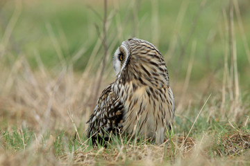 short-eared owl (Asio flammeus) Cuxhaven Germany