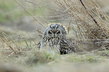 short-eared owl (Asio flammeus) Cuxhaven Germany