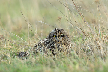 short-eared owl (Asio flammeus) Cuxhaven Germany