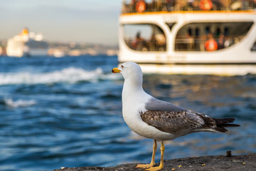 Passenger ferry ship on the Gulf Golden Horn, seagull standing on stone.